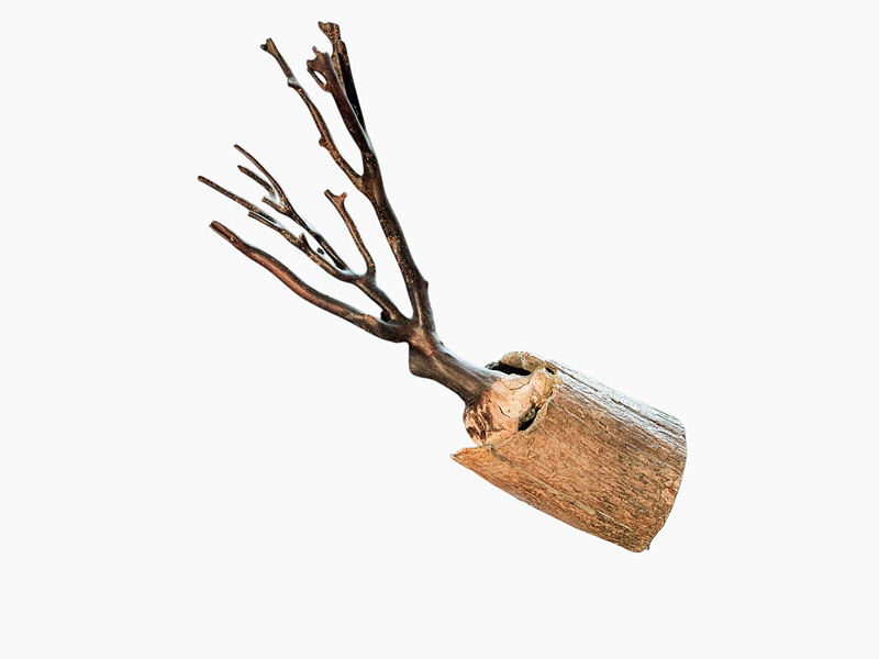 Schwarze Koralle fusioniert mit Mammut-Stosszahn, 32 cm lang